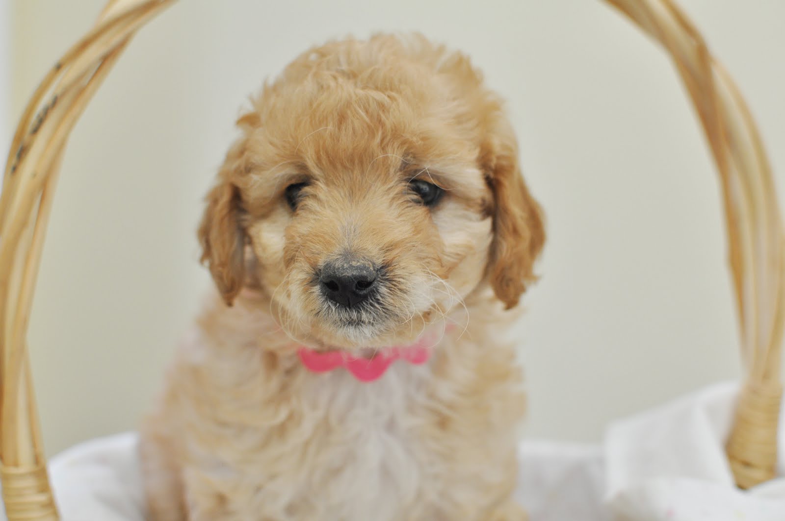 Faithful Doodles Hope's F1B Labradoodles 5 Weeks Old Southern