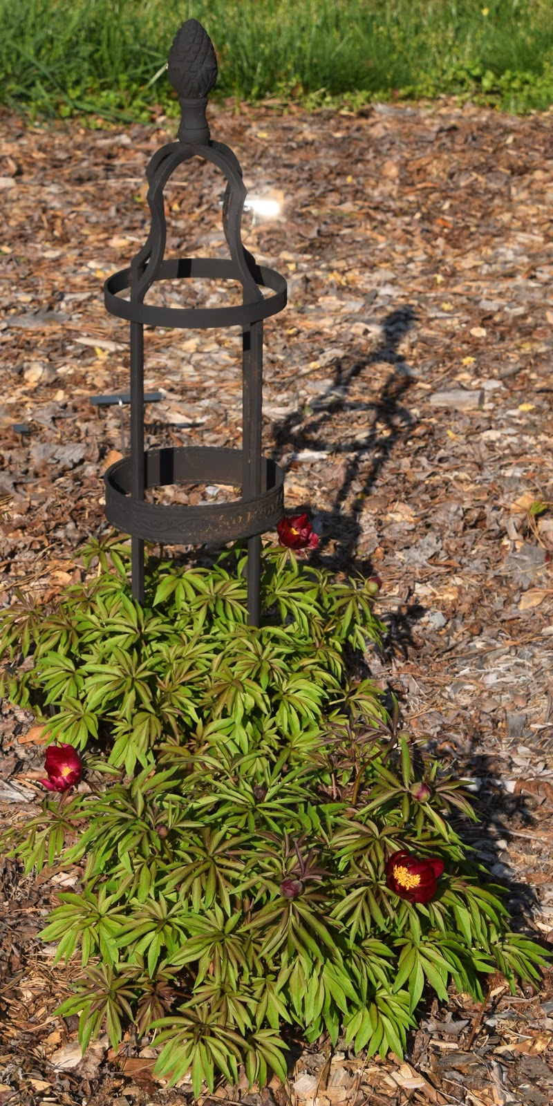 Southern Peony: 2020 Peony Blooms Week 1 Very Early