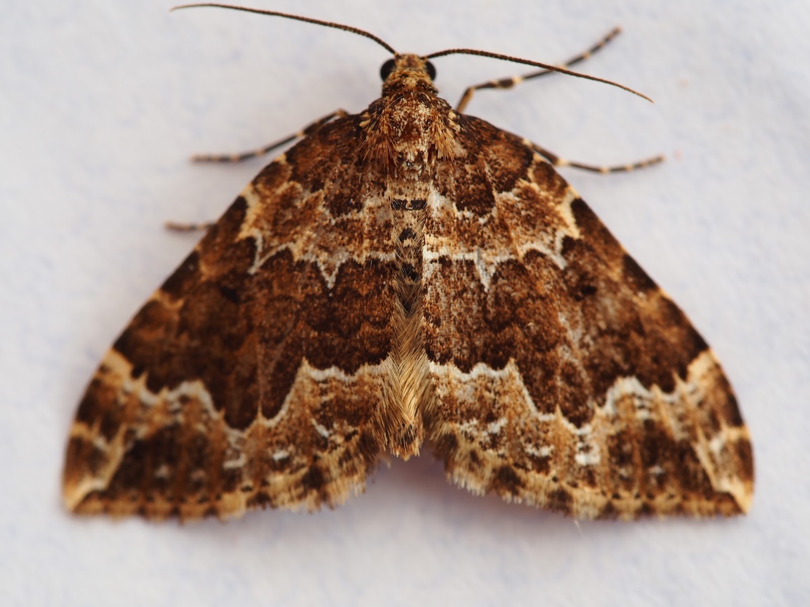 Carmarthenshire Moth and Butterfly Group Llansteffan moths