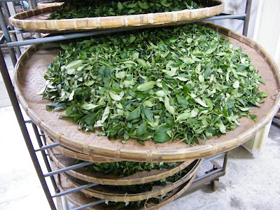 鹿谷冬茶製作