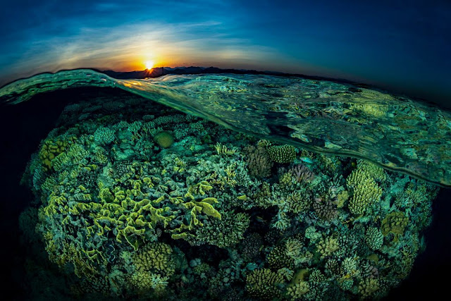 17. И снова в объективе граница двух миров. На этот раз в Красном море, Египет. (Фото Tobias Friedrich | The Ocean Art 2018 Underwater Photography Competition):