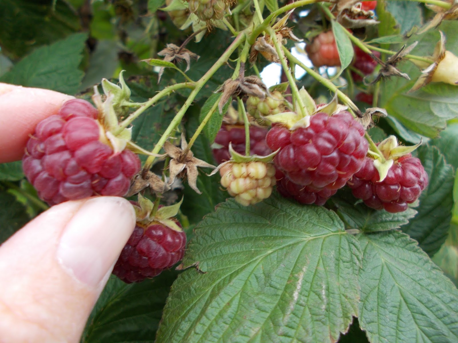 Brenda's Berries & Orchards 'GoldRush' Apples & Fall Red Raspberries