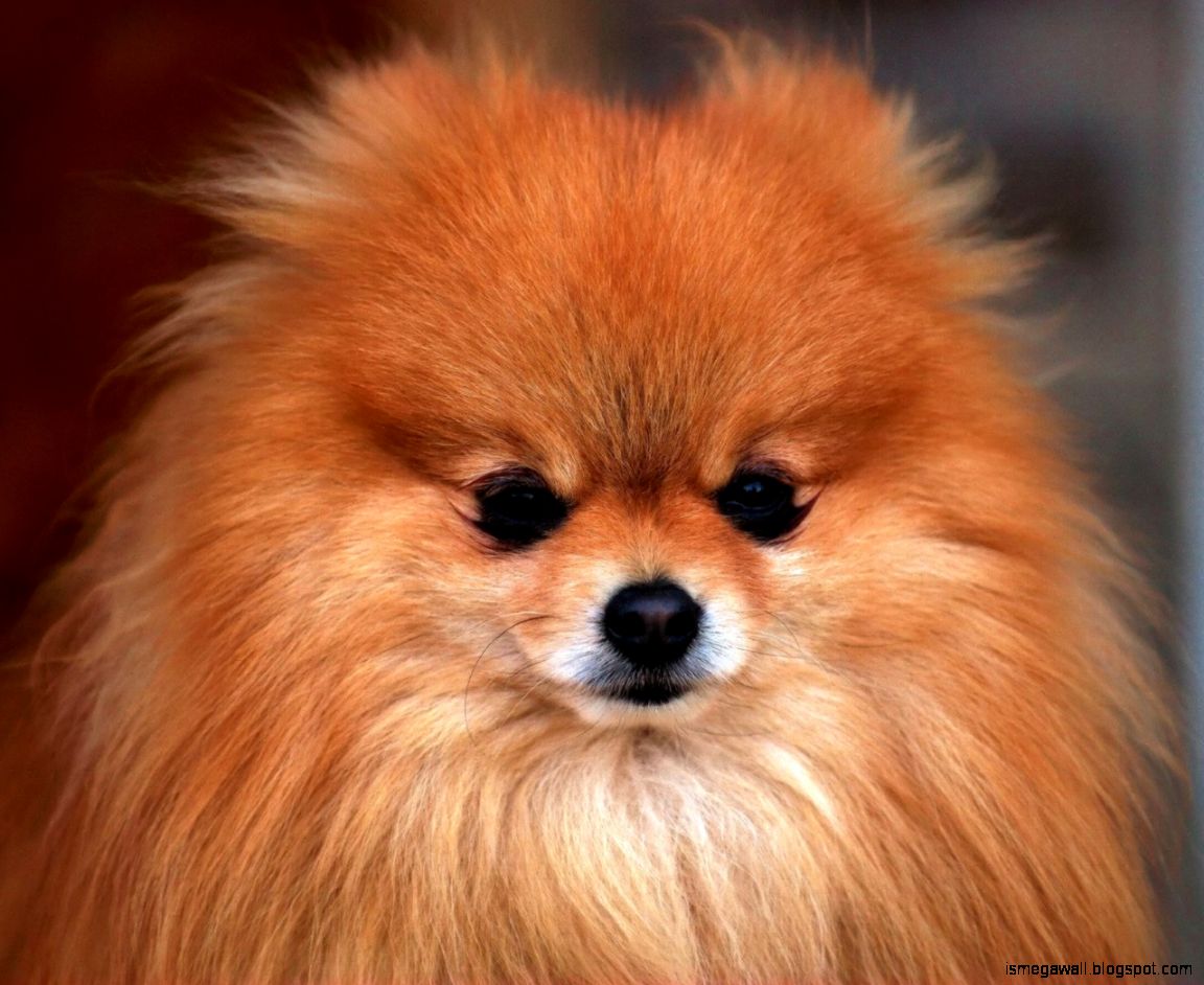 Pomeranian Dog Wallpaper Mega Wallpapers