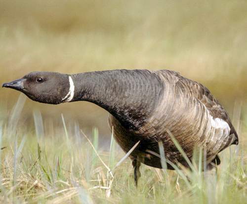 Brent goose - Branta bernicla