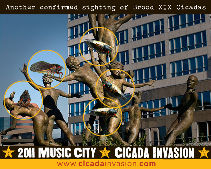 Cicada Invasion Survival Guide First Official Cicada Sighting In
