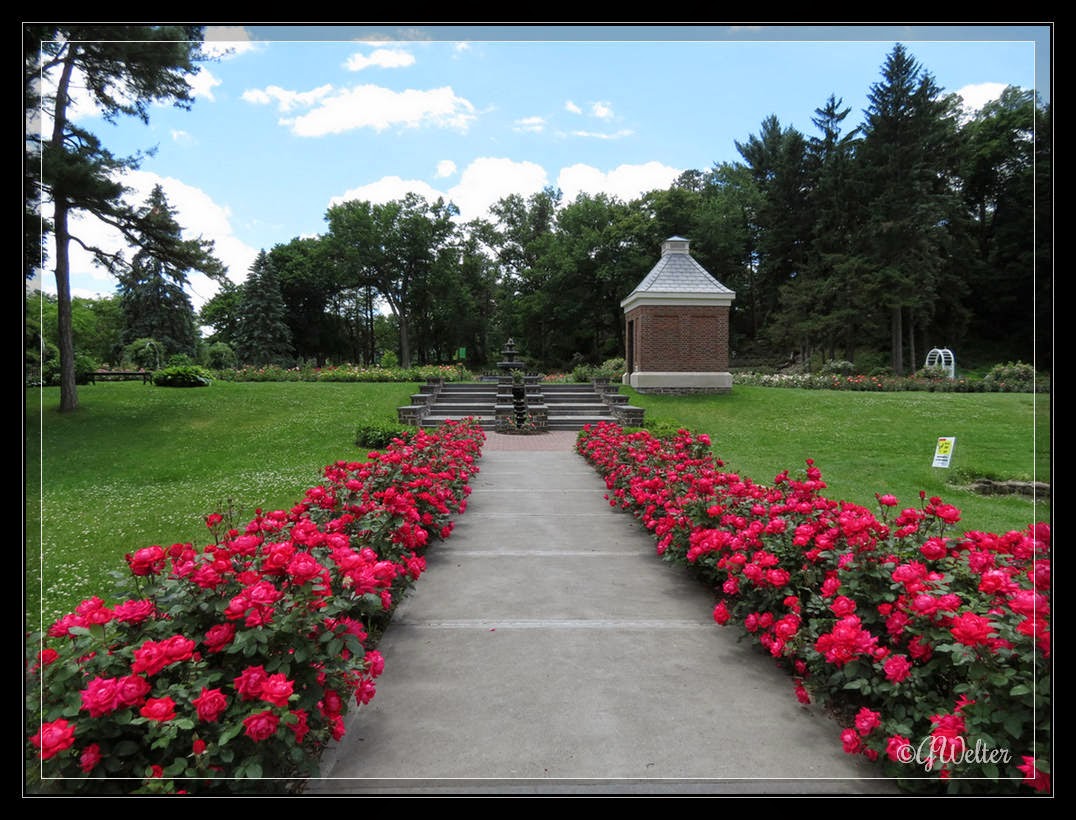 Beauty Abounds in the Rose Garden in Central Park Life As I See It
