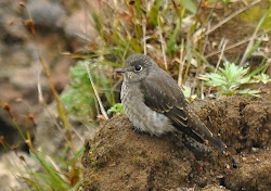 dark flycatcher sided birds ryan paul st island cone volcanic bugs leeward juvenile plenty probably found side donnell