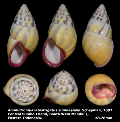 Amphidromus latestrigatus sumbaensis 38.78mm