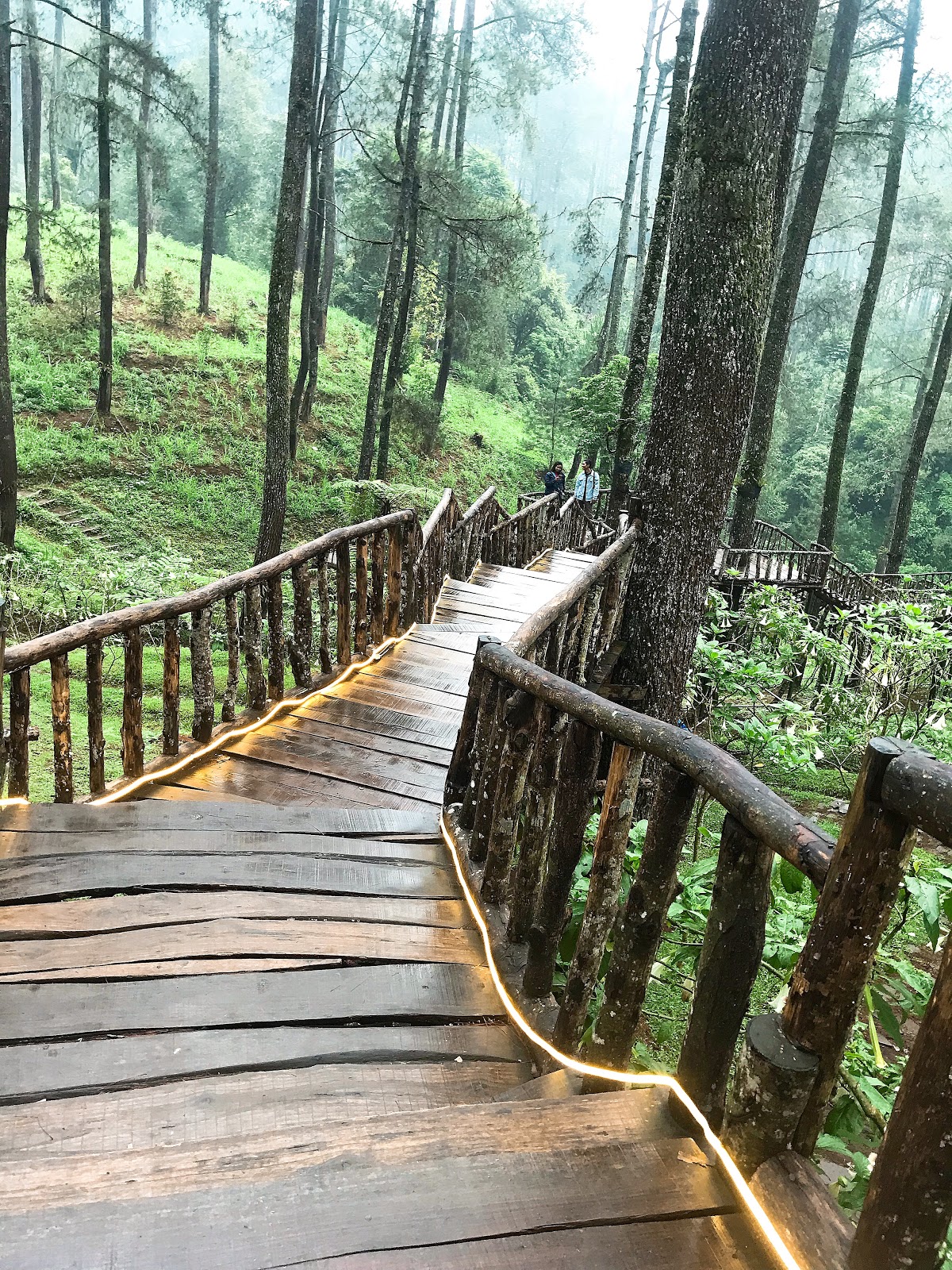TEMPAT WISATA ORCHID FOREST LEMBANG, HUTAN CANTIK DI CIKOLE (LEMBANG)