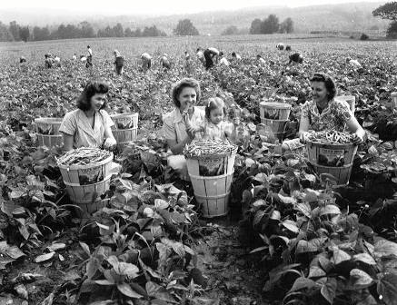 Flashback Summer: American Farming Then & Now - 1940s and modern farming