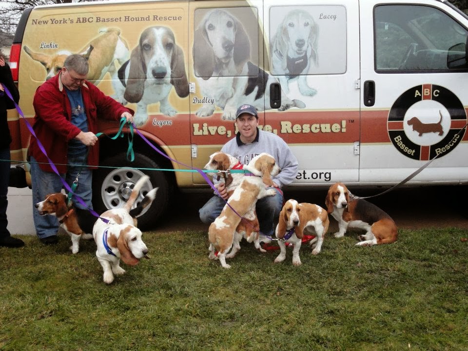 ABC Basset Hound Rescue of NY Texas Bassets Arrive In NY