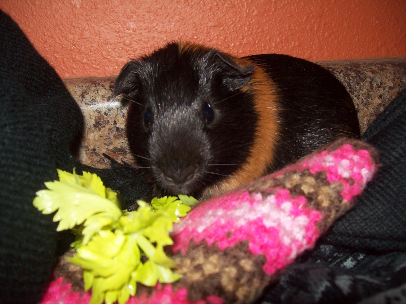 My Sweet Guinea Pig March 2012