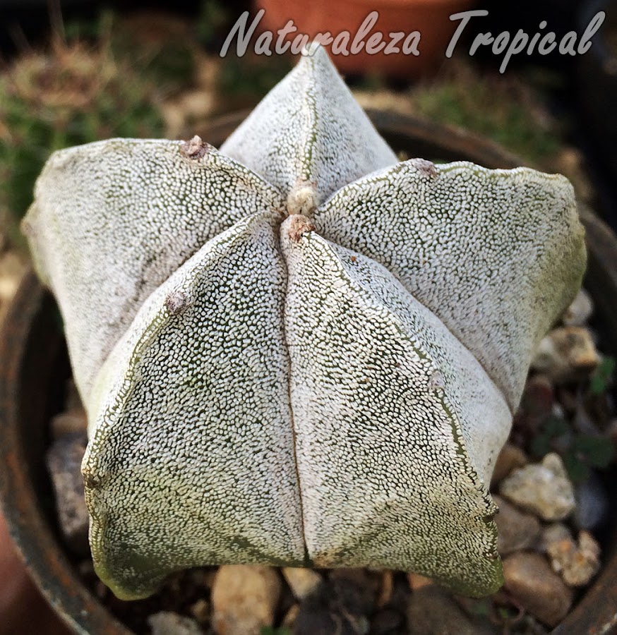 Cactus estrella, Astrophytum myriostigma