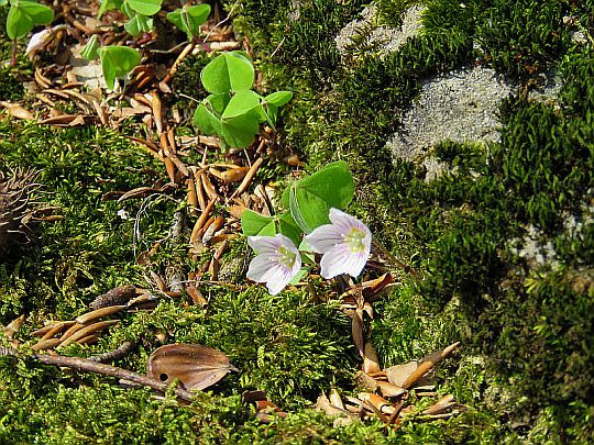 Szczawik zajęczy (Oxalis acetosella L.). Szczawik zajęczy (Oxalis acetosella L.).