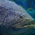Grouper Fish Indonesia