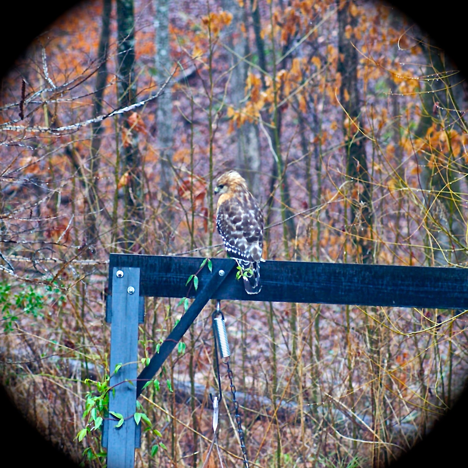 Butterstone Winter Birds in
