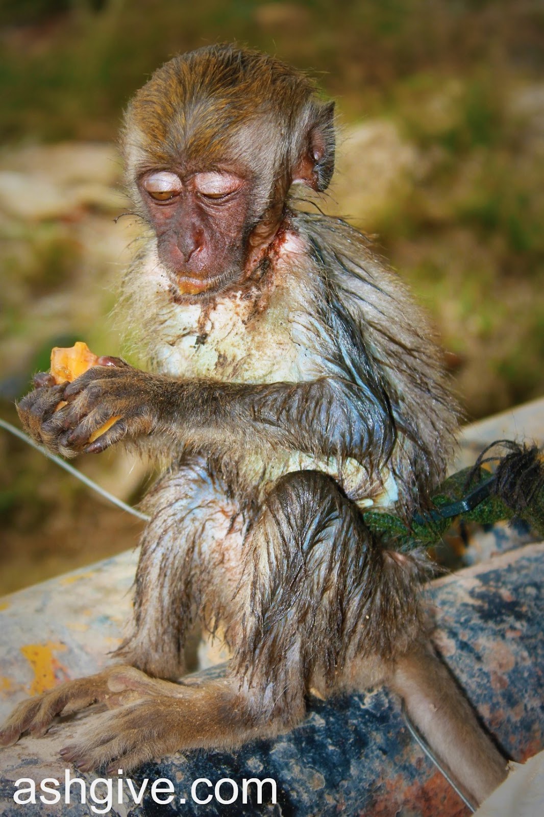 ashgive.blogspot.com: Anak Monyet Yang Kasihan