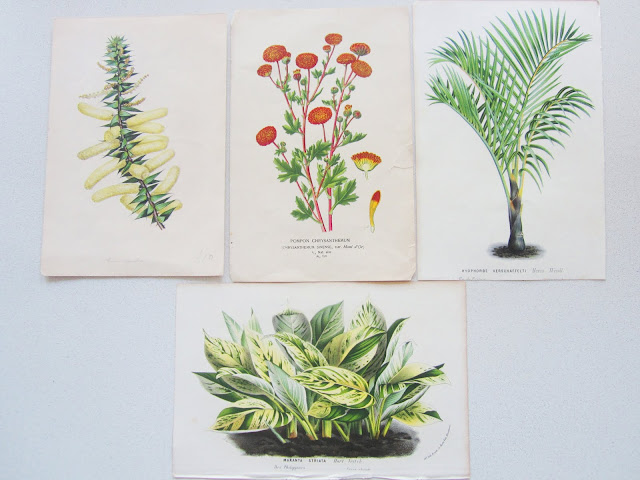English botanical prints from the 1870s