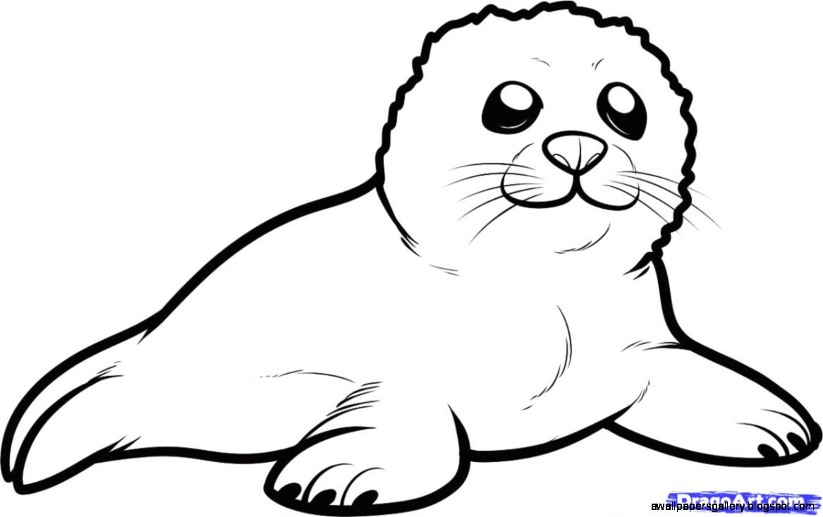 Arctic Seal Clipart   Gallery