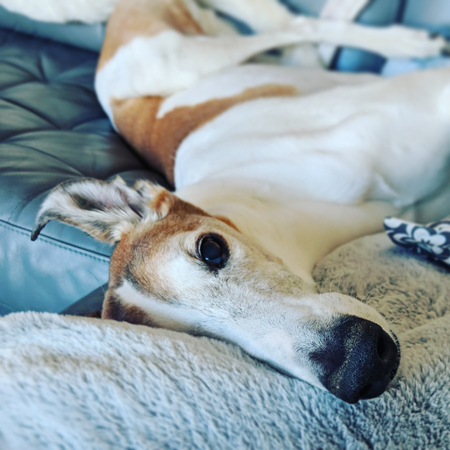 image of Dudley the Greyhound lying on the couch with his legs tied into a pretzel and his head on a pillow, looking up at me