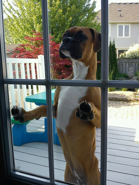 A boxer dog looks around inside house through door glass, funny dog picture, cute dog, boxer dog