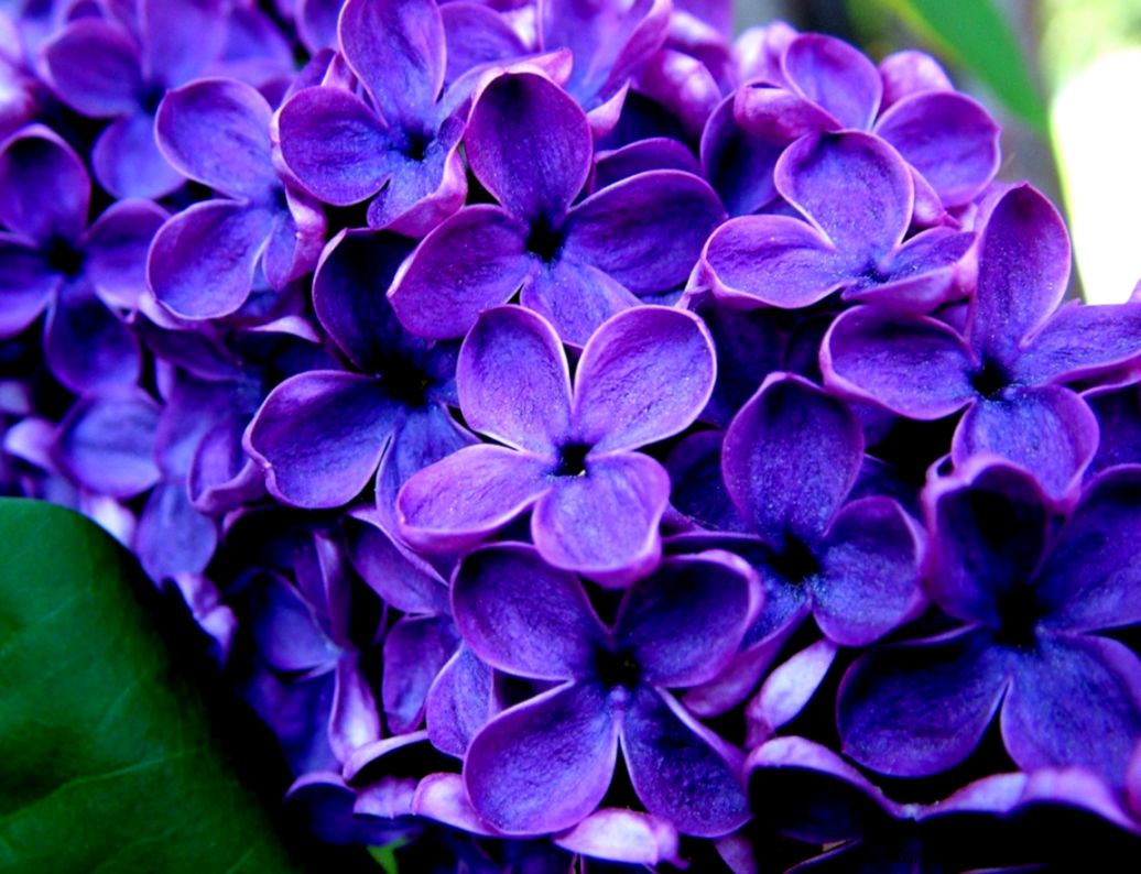 Purple Flower Names And Pictures   Beautiful Flowers