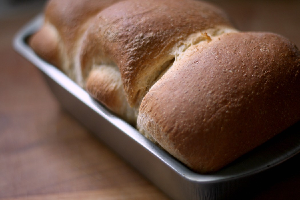 Tangzhong Whole Wheat Bread BreadBakingBabes All Roads Lead to the