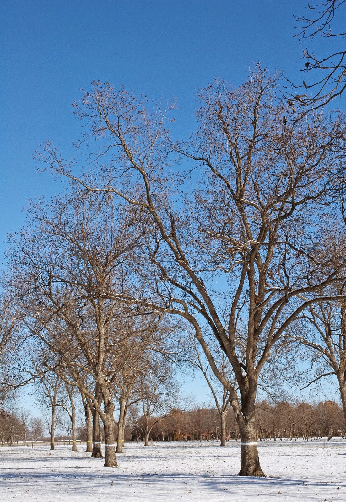 Northern Pecans Winter arrives in midNovember