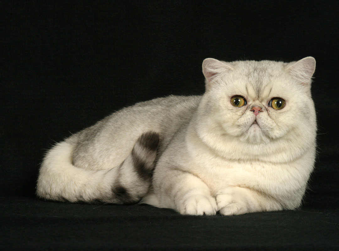 Kemuning Cattery: Kucing Persia Eksotis (Exotic Shorthair)