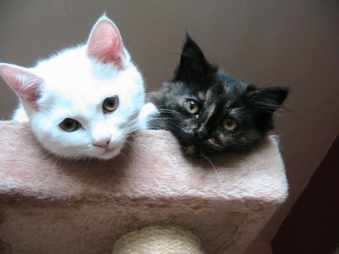 Download Enttaeuschung freundschaft einseitig Desktop Wallpaper Free Enttaeuschung Freundschaft Einseitig