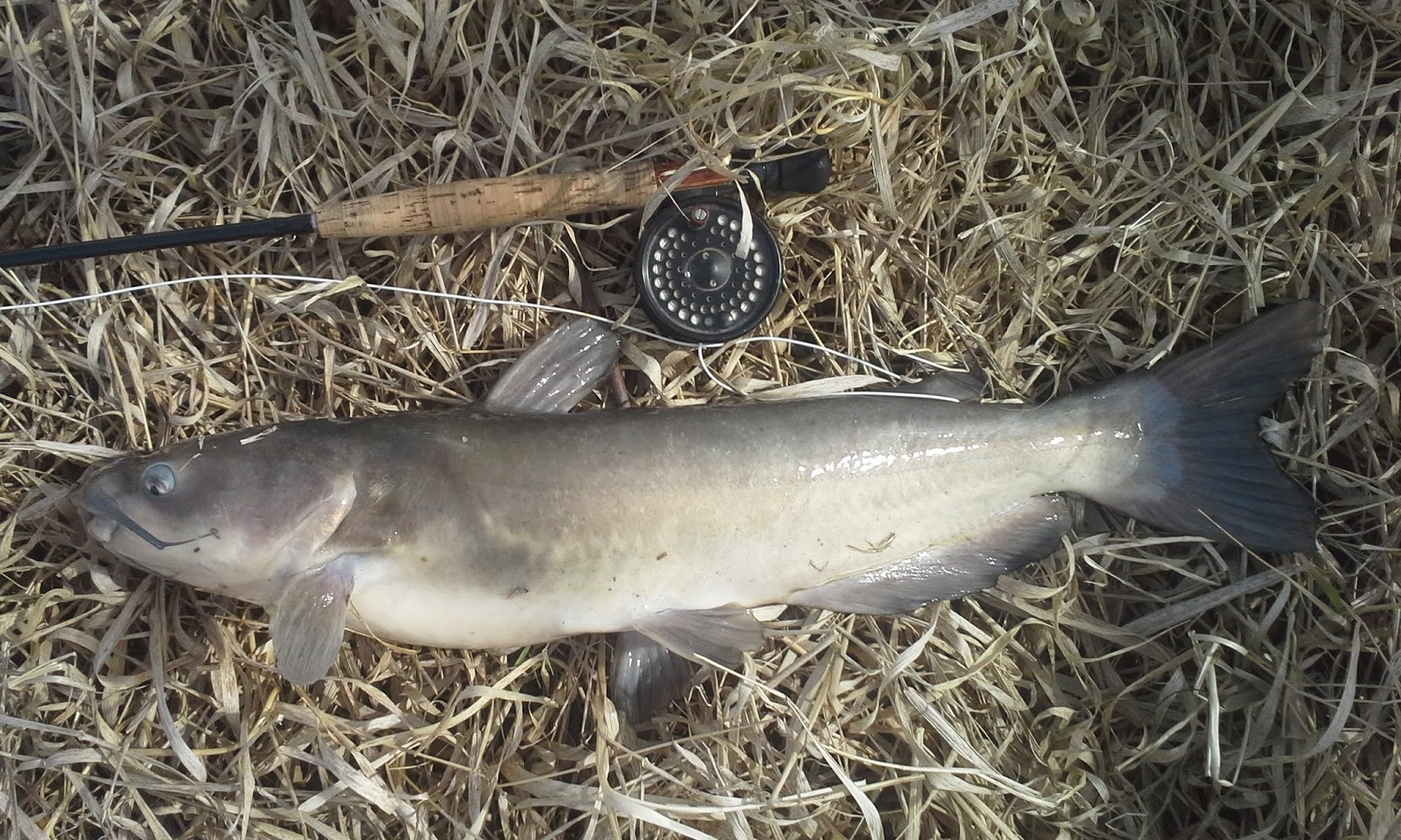 The Show Me Fly Guy Fly fishing for...catfish?