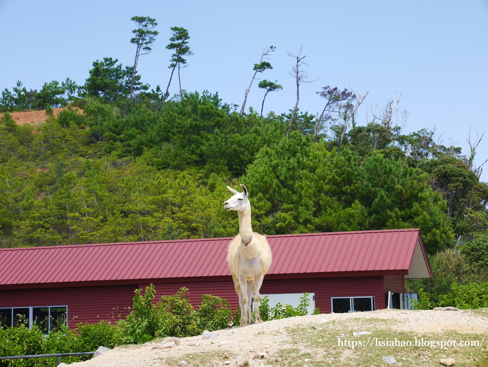 沖繩-景點-名護-名護自然動植物公園-neopark-ネオパークオキナワ-推薦-親子-自由行-旅遊-Okinawa-Nago