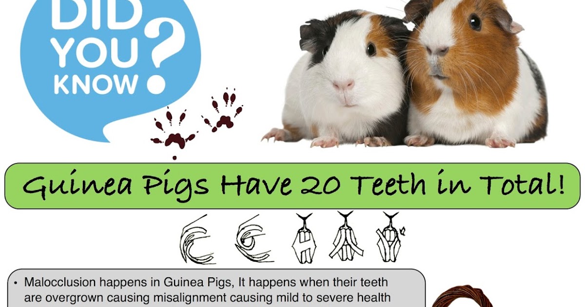 Let's Talk Teeth! Guinea Pigs have 20 teeth in total!
