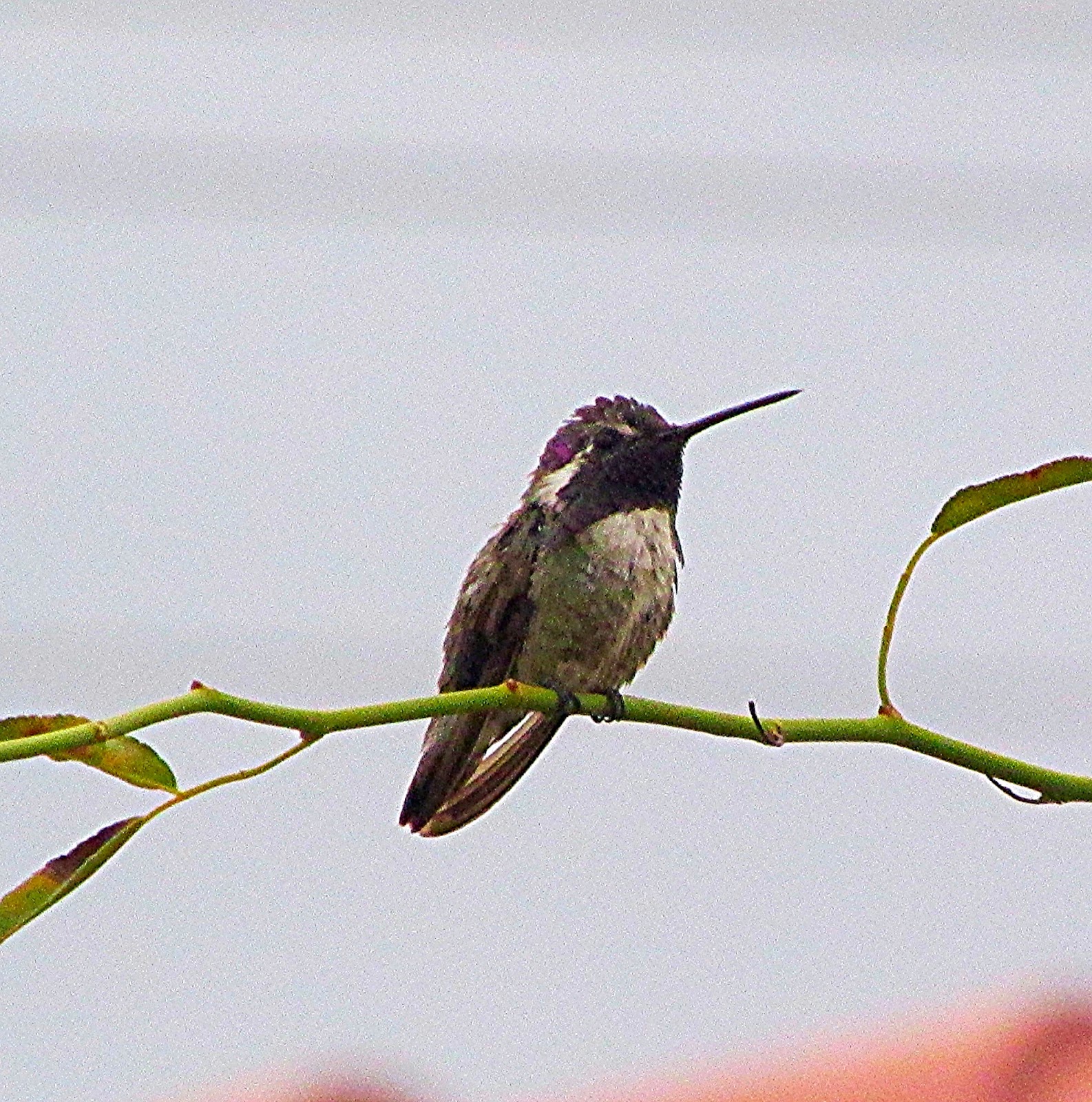 Hummingbirds In Las Vegas Costa’s Hummingbird Fly Catching in Las