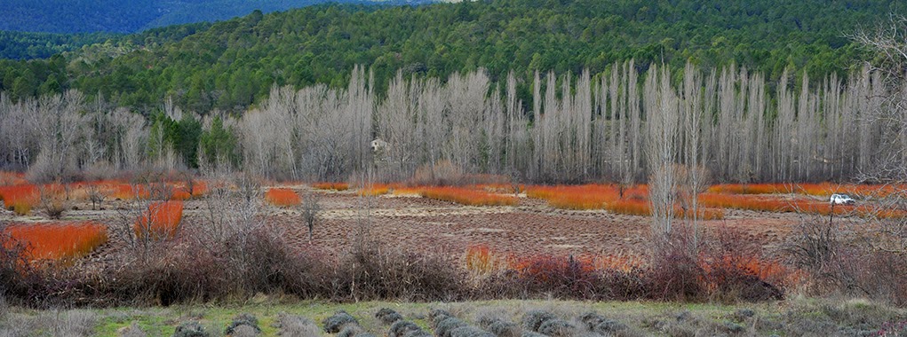 Ruta del mimbre Salix purpurea