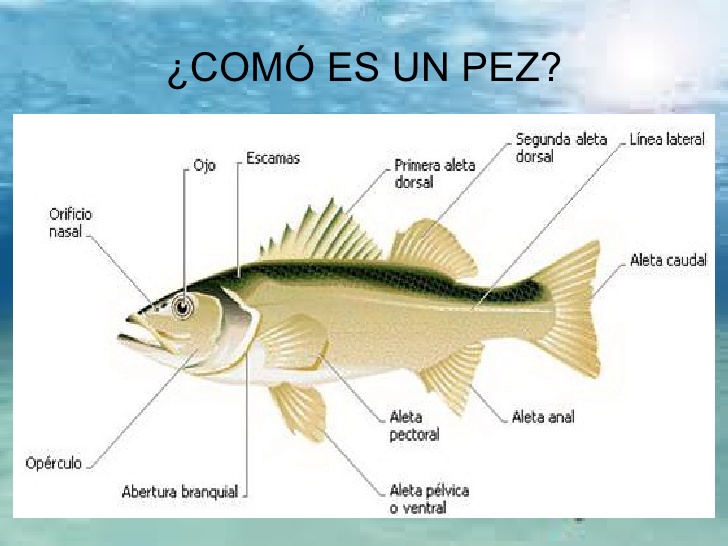 Biología 1ero secundaria 2016 Peces