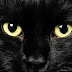 Μηχανή του Χρόνου:Γιατί θεωρούμε γρουσουζιά τις μαύρες γάτες;