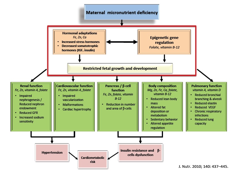 Zinc and Growth Development