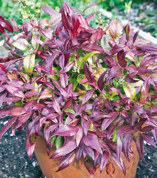 Powell River Books Blog Coastal Bc Plants Butterfly Bush