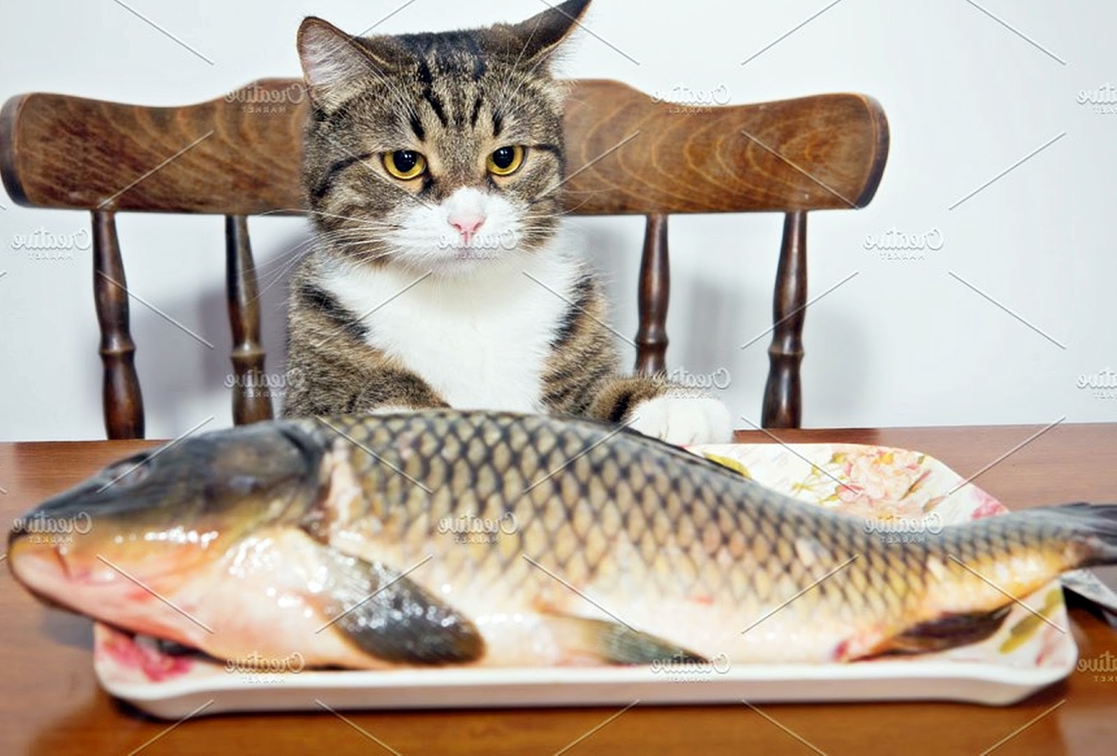 Download 90 Gambar Kucing Makan Ikan Asin Hd Gratis Gambar Ikan