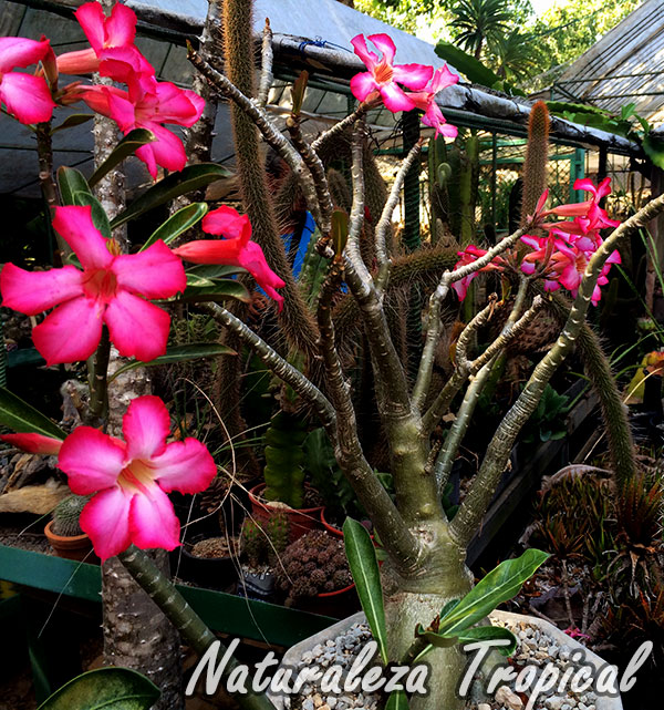 Arbusto de la Rosa del Desierto en una colección, Adenium obesum