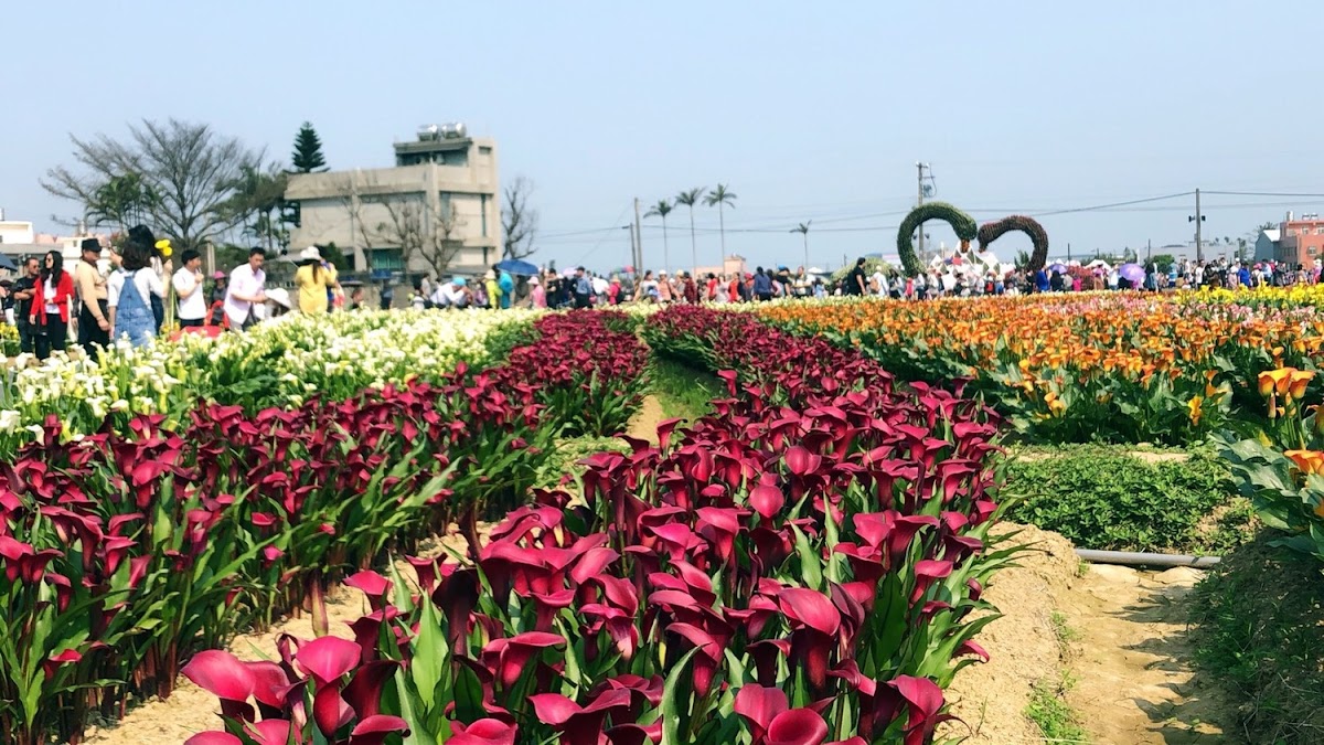 桃園市彩芋季3/10登場後,天天遊客絡繹不絕,桃園市副秘書長邱俊銘都忍不住呼籲民眾,善用平日時間去賞彩芋。 桃園市彩芋季3/10登場後,天天遊客絡繹不絕,桃園市副秘書長邱俊銘都忍不住呼籲民眾,善用平日時間去賞彩芋。