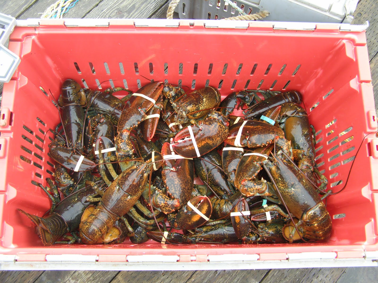 ADVNTURUNLIMITD 2011 Lobsters For Sale