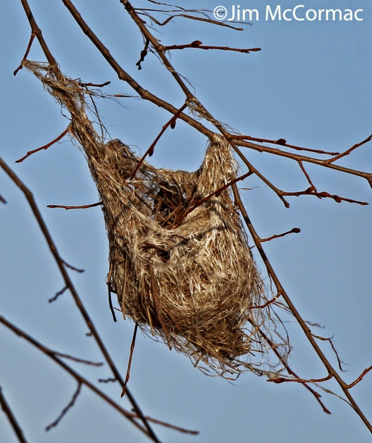 Ohio Birds and Biodiversity Orioles and elms