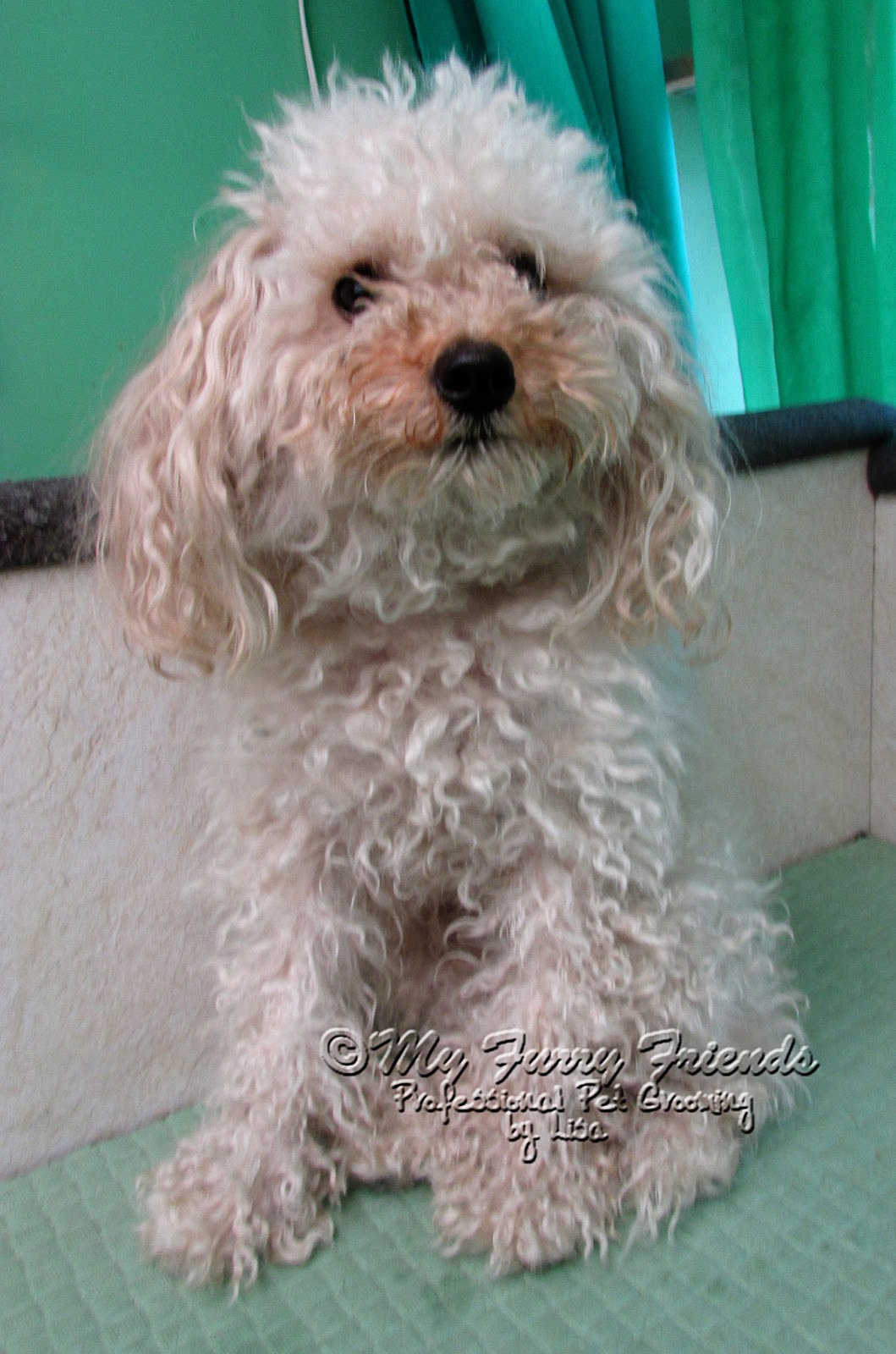 Photo inspiration: Gallery Detail: Pet Grooming The Good The Bad The Furry Monday Makeover