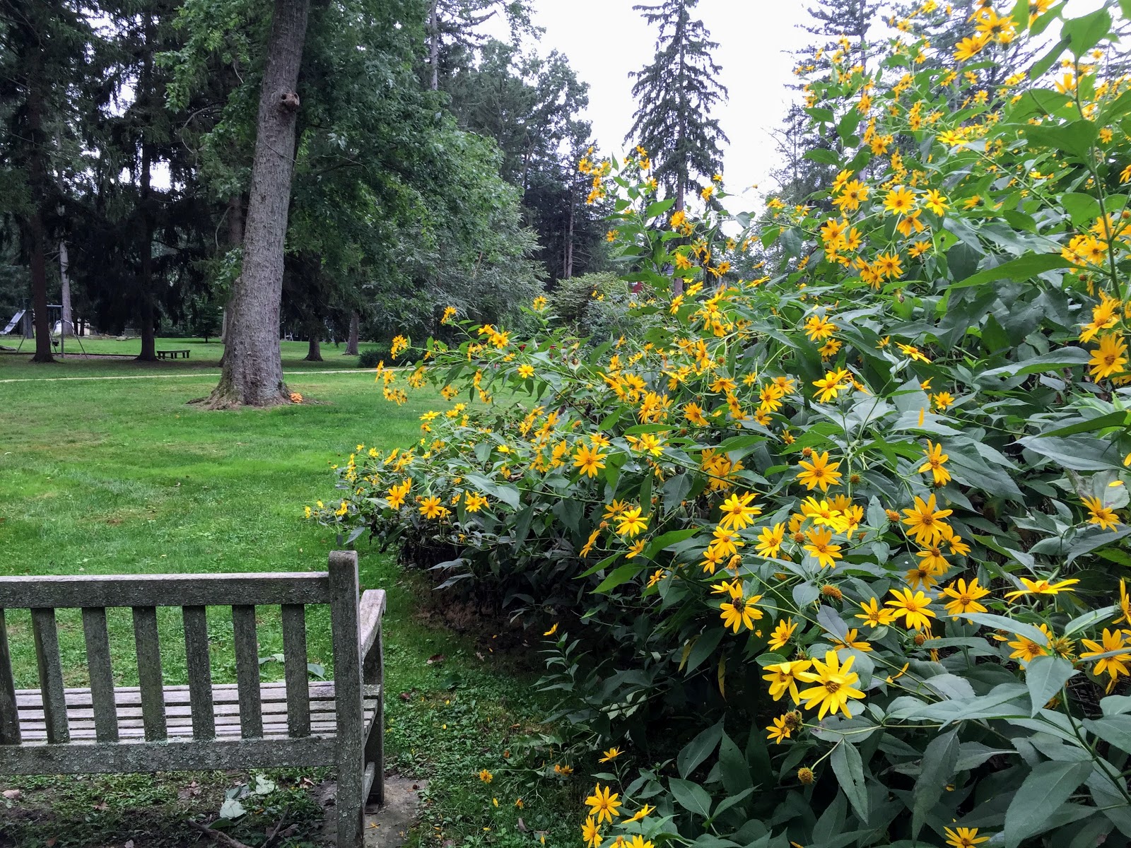 Princeton Nature Notes SunchokesThe Native Sunflower That Stirs