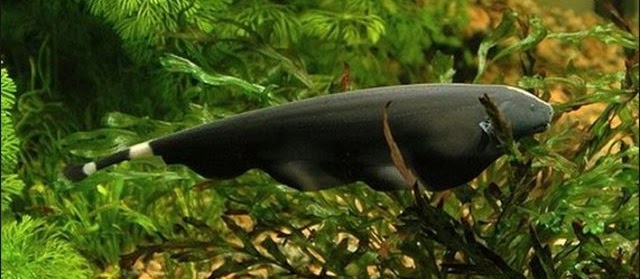 Budidaya Ikan Black Ghost dan Cara Merawatnya