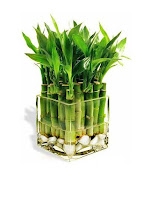 Bambu bitkisi