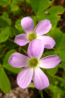 three rivers running co