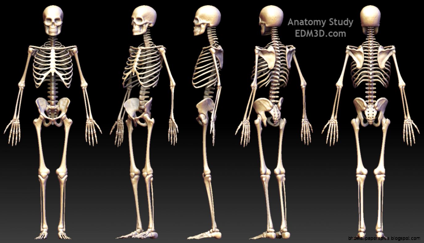 Human Skeletal System   AamhiNashikkar